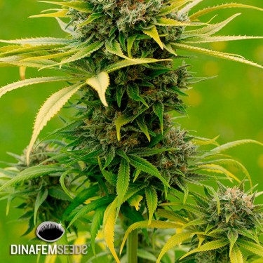 Dinamed CBD Plus planta de marihuana