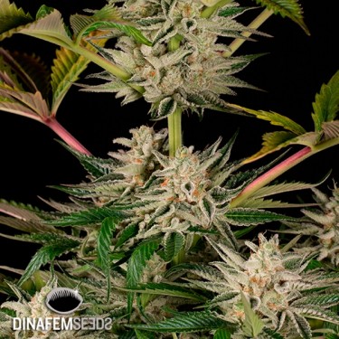 Ocean Grown Cookies planta de marihuana