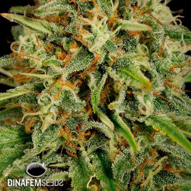 Strawberry Amnesia planta de marihuana