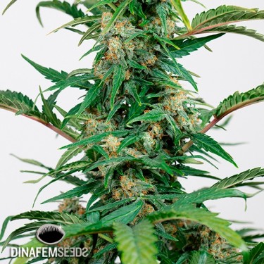 Dinamed Autoflowering CBD planta de marihuana