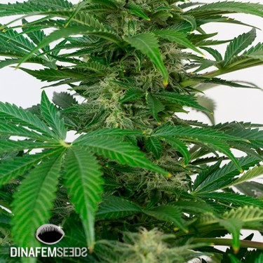 Haze Autoflowering CBD planta de marihuana