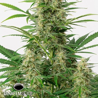 Sour Diesel Autoflowering planta de marihuana