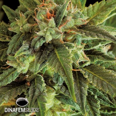 Fruit Autoflowering planta de marihuana