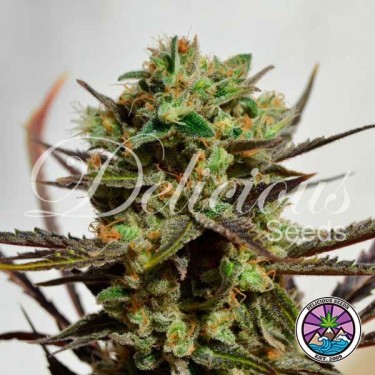 Delicious Candy planta de marihuana