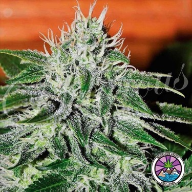 Critical Jack Herer planta de marihuana