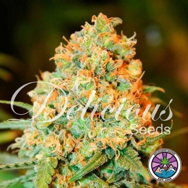 Critical Super Silver Haze planta de marihuana