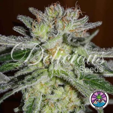 Northern Light Blue planta de marihuana