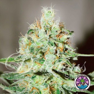 Jägg Kush planta de marihuana