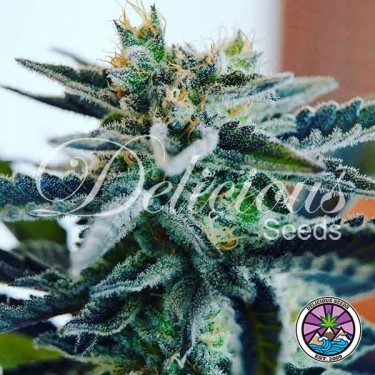 Sugar Black Rose Early Version planta de marihuana