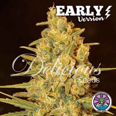 Critical Sensi Star Early Version planta de marihuana