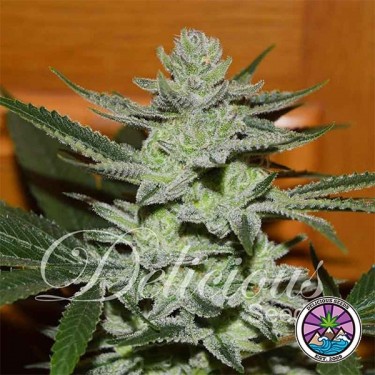 Unknown Kush planta de marihuana