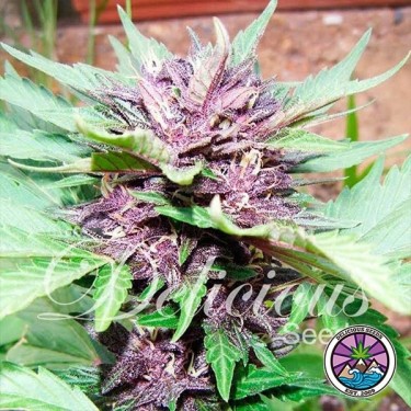 Auto Dark Purple planta de marihuana