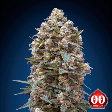 00 Kush planta de marihuana