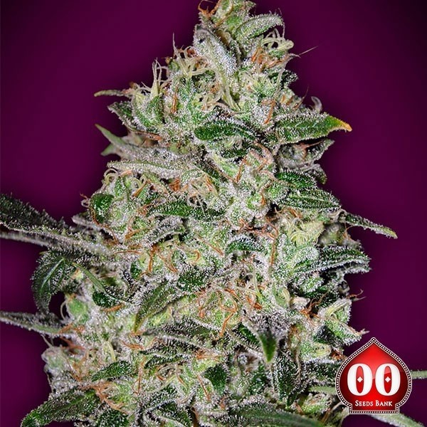 Bubble Gum Fast - Planta de marihuana