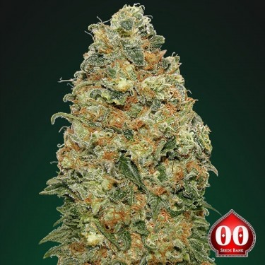 White Widow planta de marihuana