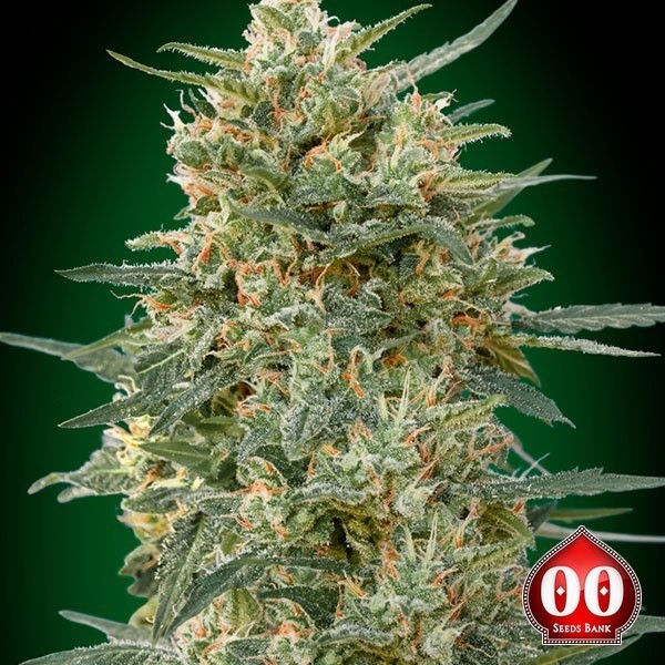 Gorilla Fast planta de marihuana