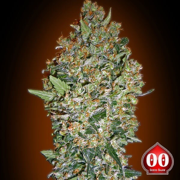 Cheese Berry planta de marihuana