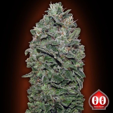 Sweet Soma planta de marihuana