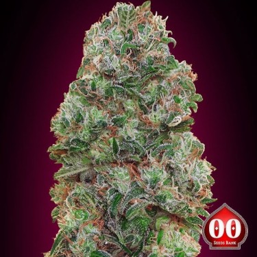 Bubble Gum planta de marihuana