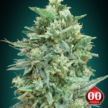 Auto Northern Lights XXL planta de marihuana