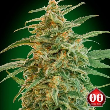 Auto Gorilla planta de marihuana