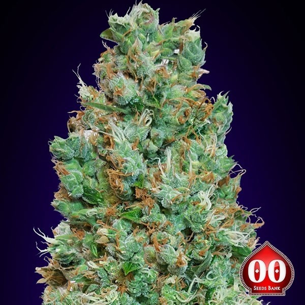 Auto Blueberry planta de marihuana