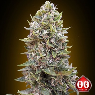 Auto Cheese Berry planta de marihuana