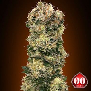 Auto Sweet Soma planta de marihuana