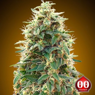 Auto 00 Cheese planta de marihuana