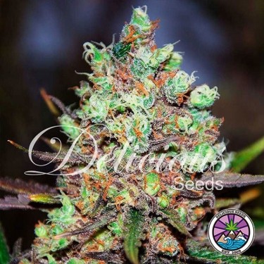 Cotton Candy Kush planta de marihuana