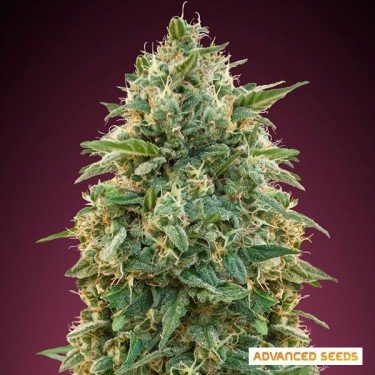 Amnesia planta de marihuana