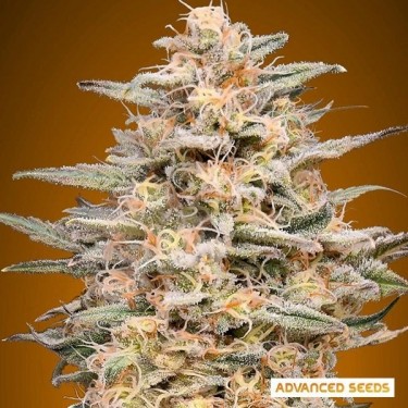 Somango Widow planta de marihuana