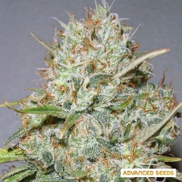 Shark Widow planta de marihuana