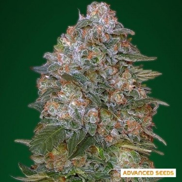 Critical Soma planta de marihuana