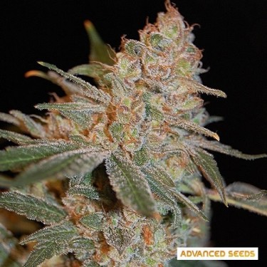 Black Diesel planta de marihuana