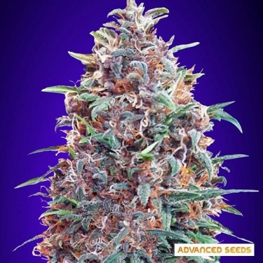 Auto Purple Diesel planta de marihuana