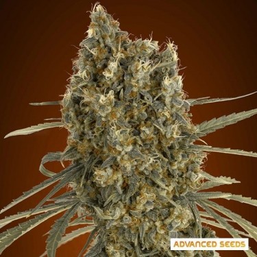 Auto Jack Herer planta de marihuana