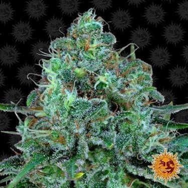 Critical Kush planta de marihuana