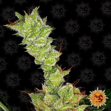 Sweet Tooth planta de marihuana