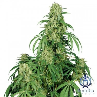 Calamity Jane planta de marihuana