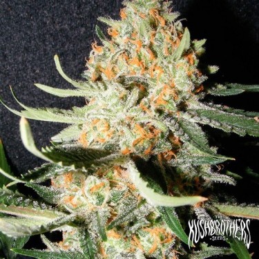 Exotic Kush planta de marihuana