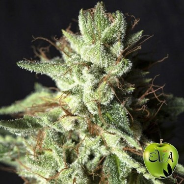 Gorilla Candy planta de marihuana