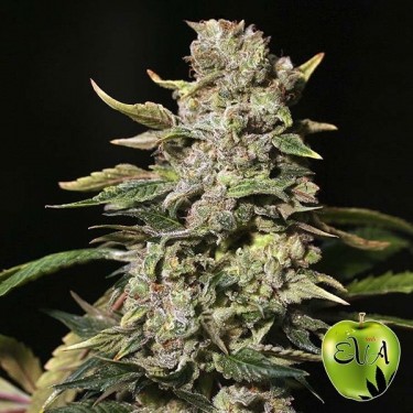 TNT Kush planta de marihuana