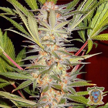 SAD Sweet Afgani Delicious S1 planta de marihuana