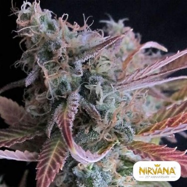 Raspberry Cough planta de marihuana