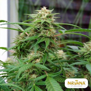 White Rhino planta de marihuana