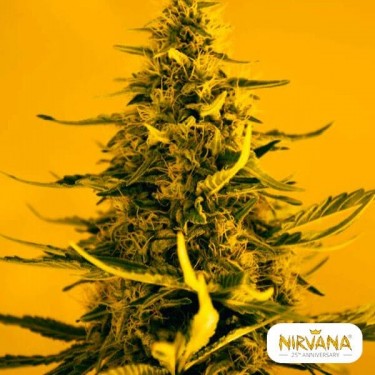 White Widow planta de marihuana