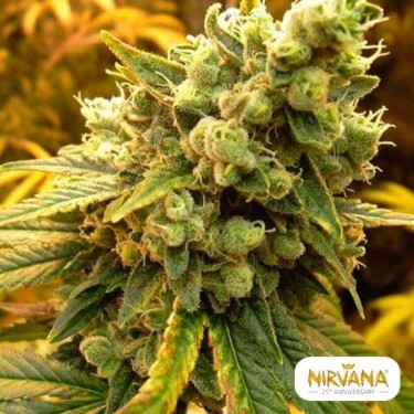 Sativa's Sour Diesel planta de marihuana