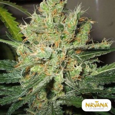 Pure Power Plant planta de marihuana