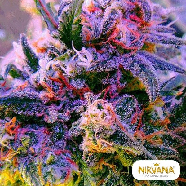 Aurora Indica planta de marihuana